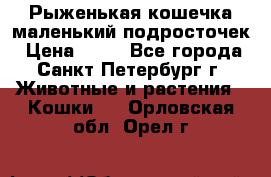 Рыженькая кошечка маленький подросточек › Цена ­ 10 - Все города, Санкт-Петербург г. Животные и растения » Кошки   . Орловская обл.,Орел г.